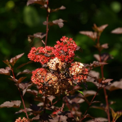 Physocarpus opulifolius 'Red Baron' - Lodjapuulehine põisenelas 'Red Baron' C1/1L